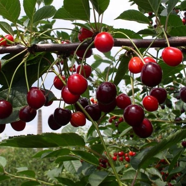 Черешня 'Радица'